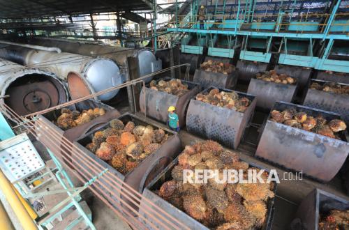 Palm Oil Prices Plunge, Farmers Demand Government Clarify One-Stop Export Mechanism