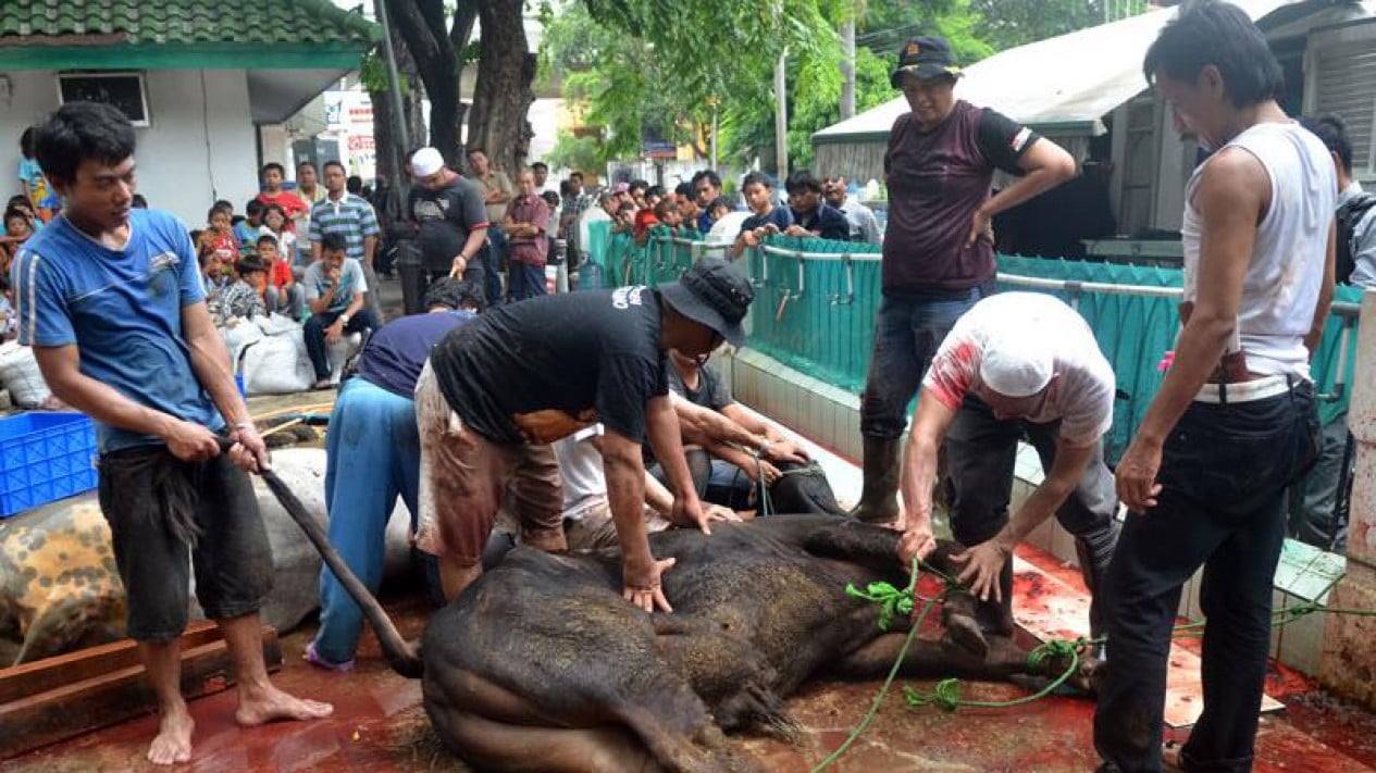 National Budget-Funded Sacrificial Cows: UIN Jakarta Professor Explains