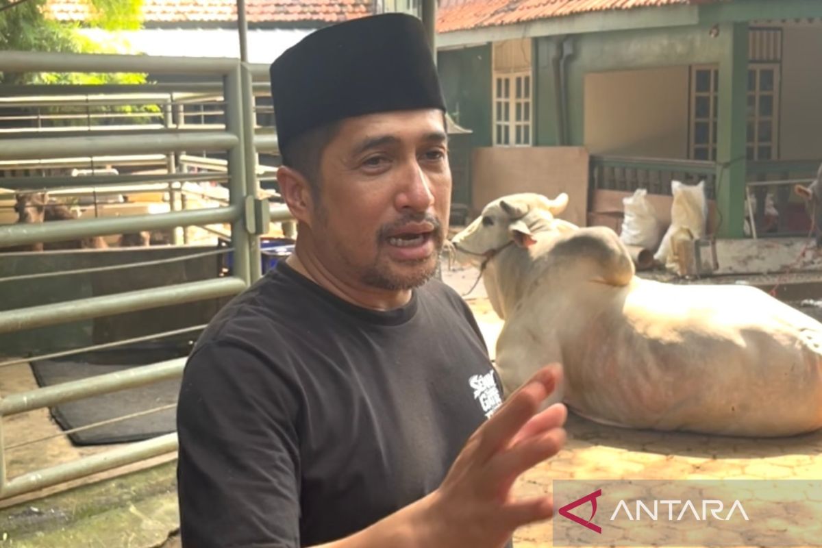 Irfan Hakim showcases local and Belgian Blue cattle for Eid al-Adha sacrifice