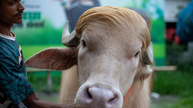 Donald Trump Buffalo Spared from Eid Sacrifice