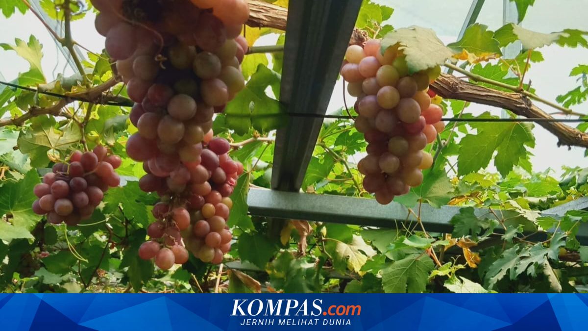 Extreme Weather Challenges Koja Residents' Grape Cultivation in a Narrow Alley