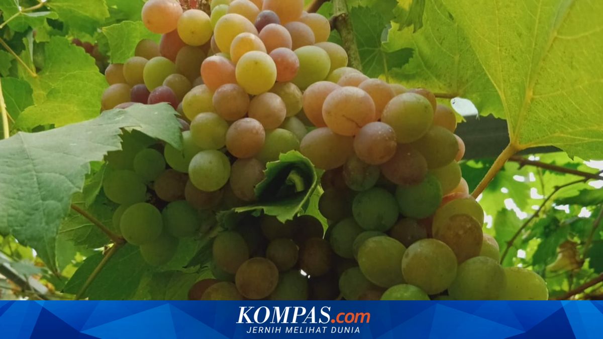 Tips for growing grape gardens to generate profit in Jakarta's narrow alleys