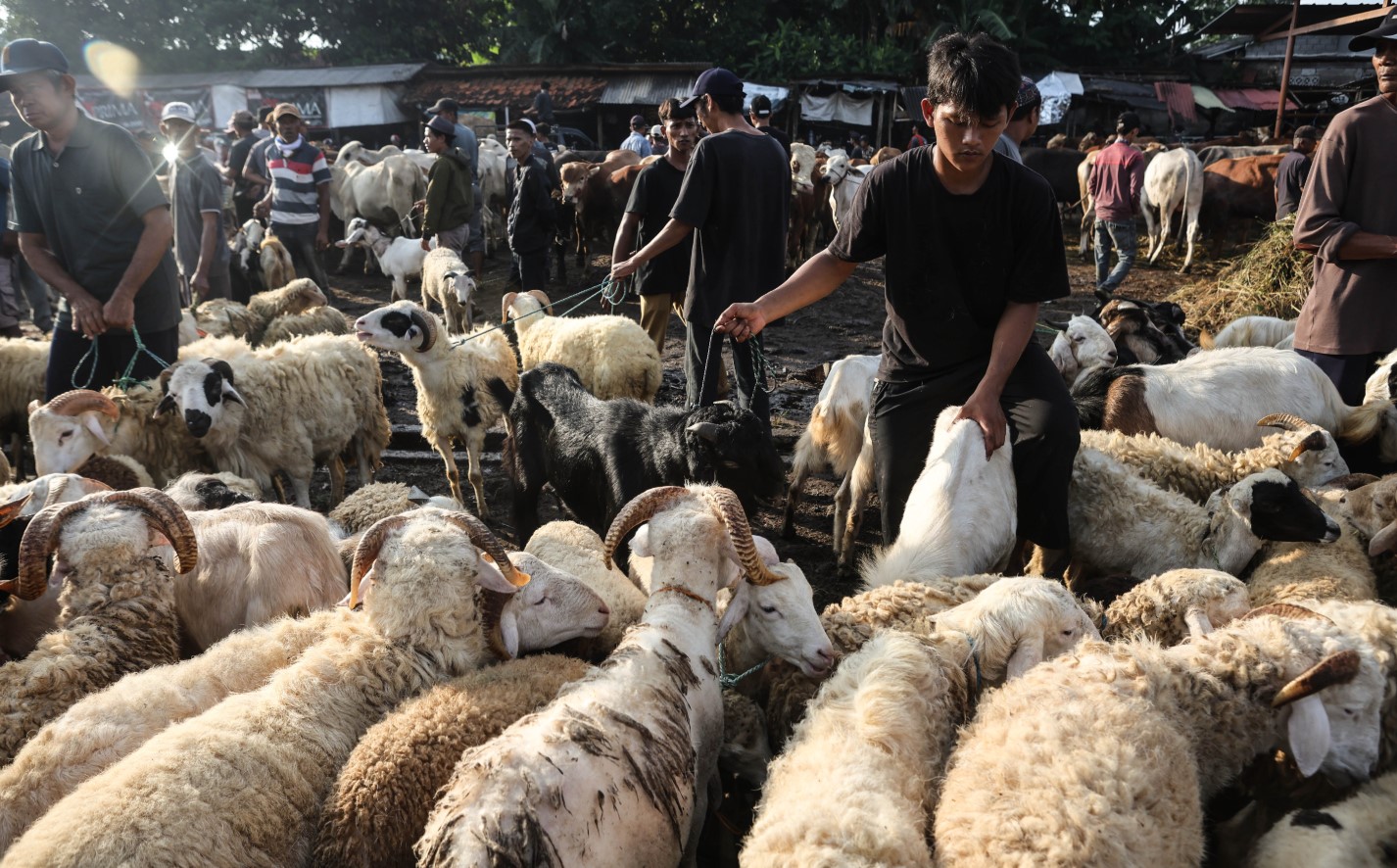 Qurban Industry Moves Towards Modern Systems
