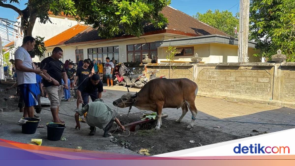 Bali Turtle Island Distributes Sacrificial Animals in Serangan Bugis Village