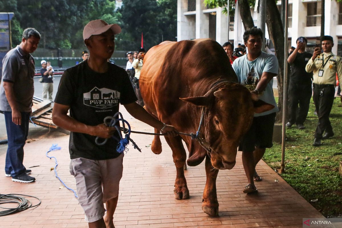 MUI: State Budget-Funded Presidential Assistance Qurban Cows Permissible Under Sharia and Constitution