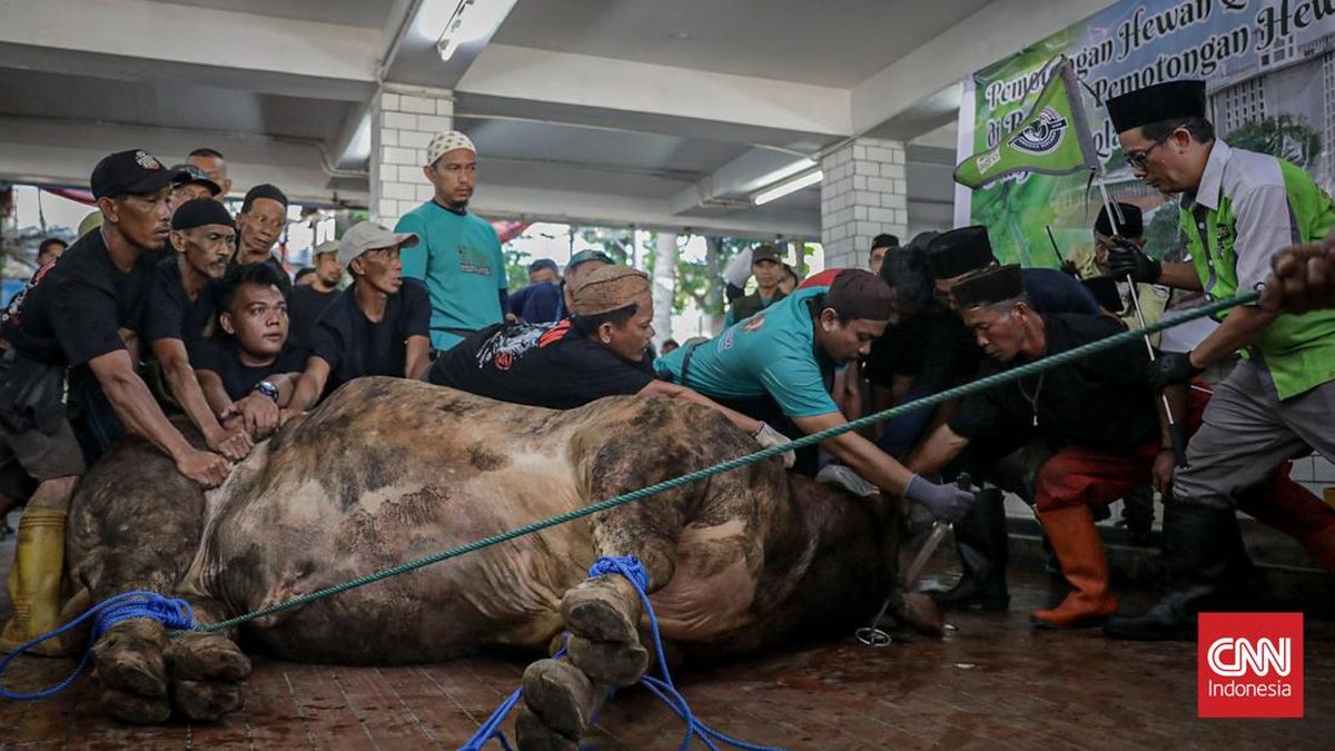 The 'Conductor's' Commands Behind Prabowo-Gibran's Cow Slaughter