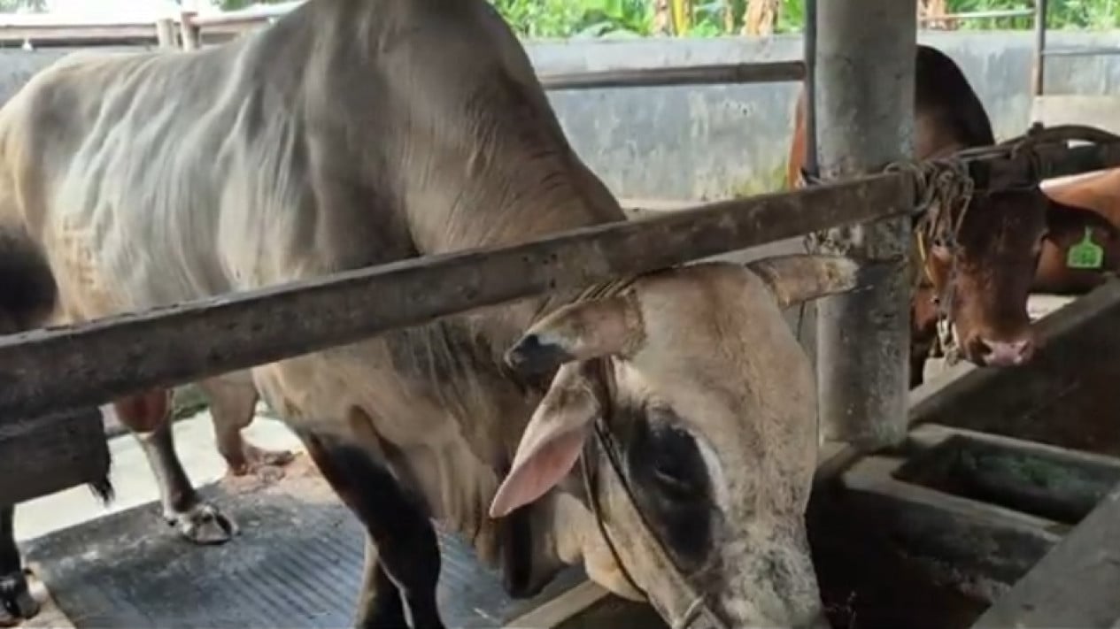 MUI Vice Chairman: Presidential Sacrificial Cattle Aid Funded by State Budget Legally Valid Under Sharia and Constitution
