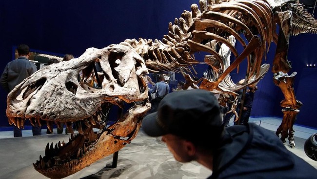 Scientists Finally Discover Why T-Rex Had Small Arms Despite Large Head