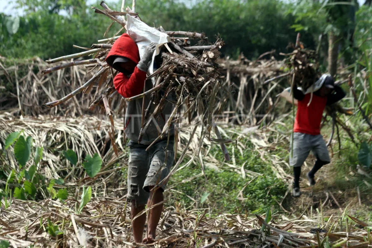 Sugarcane and the Promise of Sovereignty
