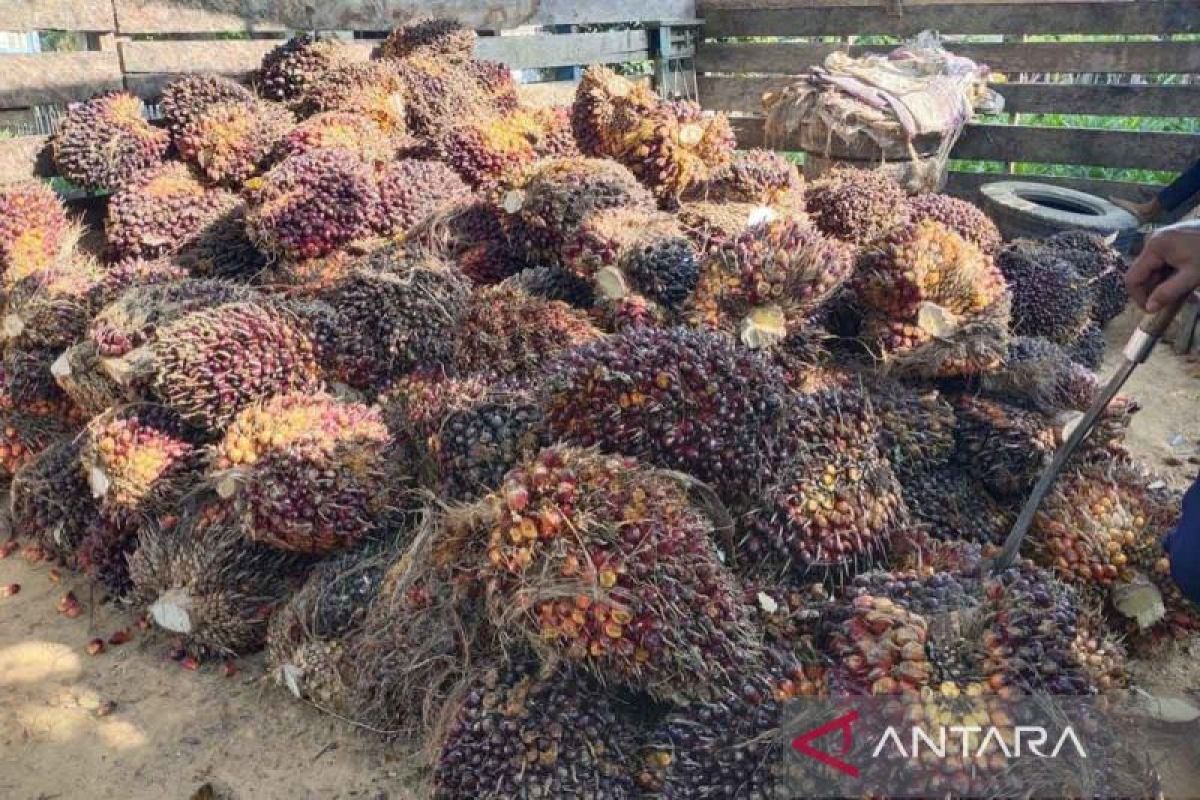 POPSI: DSI should serve as integrated palm oil trade verifier