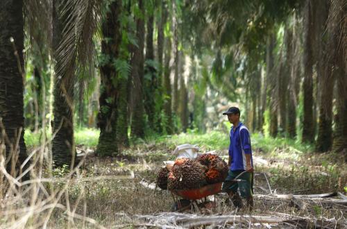 Strengthening Governance: Palm Oil Farmers' Proposal for Danantara Sumber Daya Indonesia