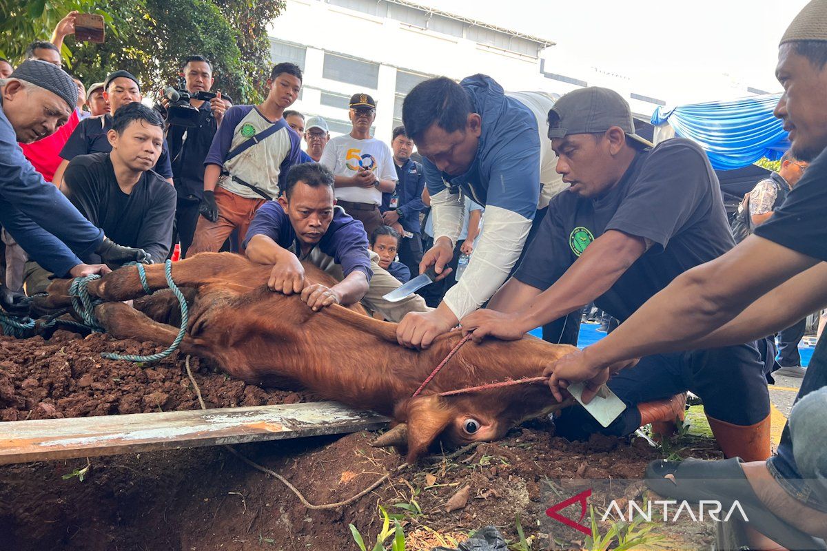 Bulog distributes 65 sacrificial animals for Eid al-Adha 1447 AH