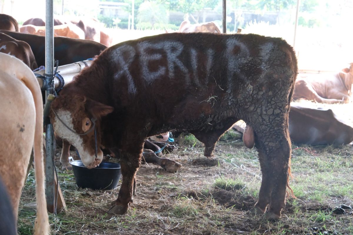 PERURI distributes 11 sacrificial animals to communities for Eid al-Adha 1447 AH
