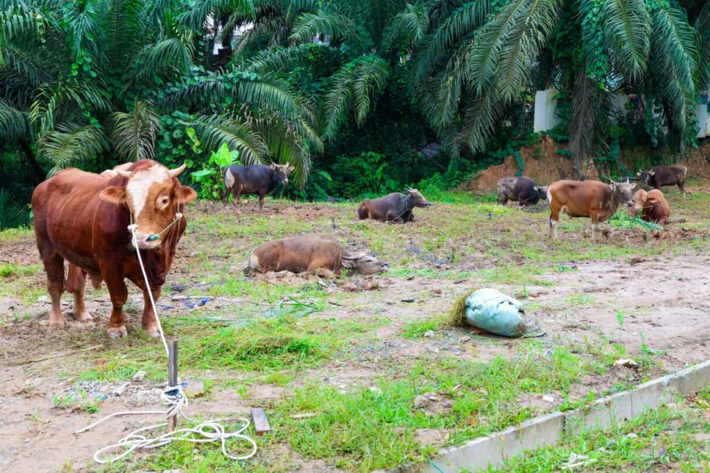 Iduladha Celebrations in IKN: Thousands of Sacrificial Meat Packages Distributed to Community and Workers