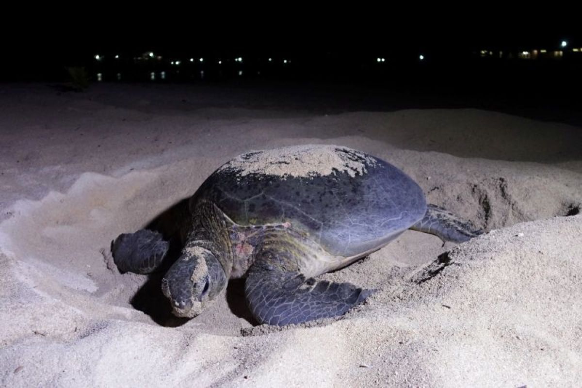 Survey Shows Berau Sea Turtle Nesting Habitats in Good Condition
