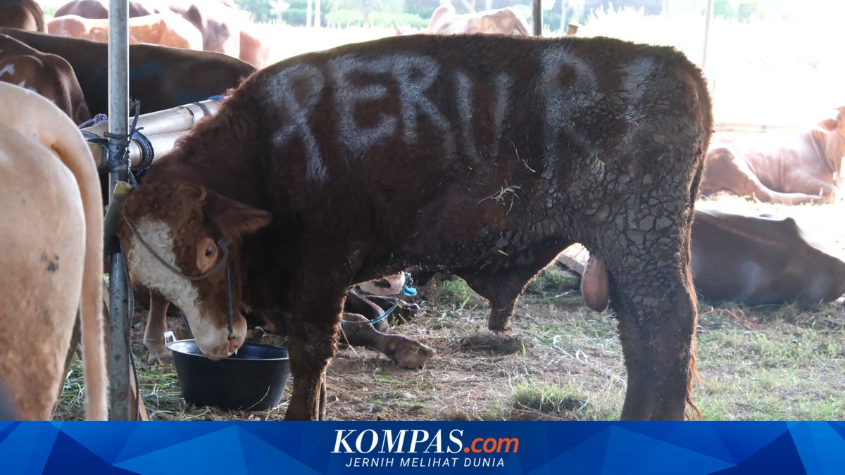 Peruri Distributes Sacrificial Animals to Communities for Eid al-Adha