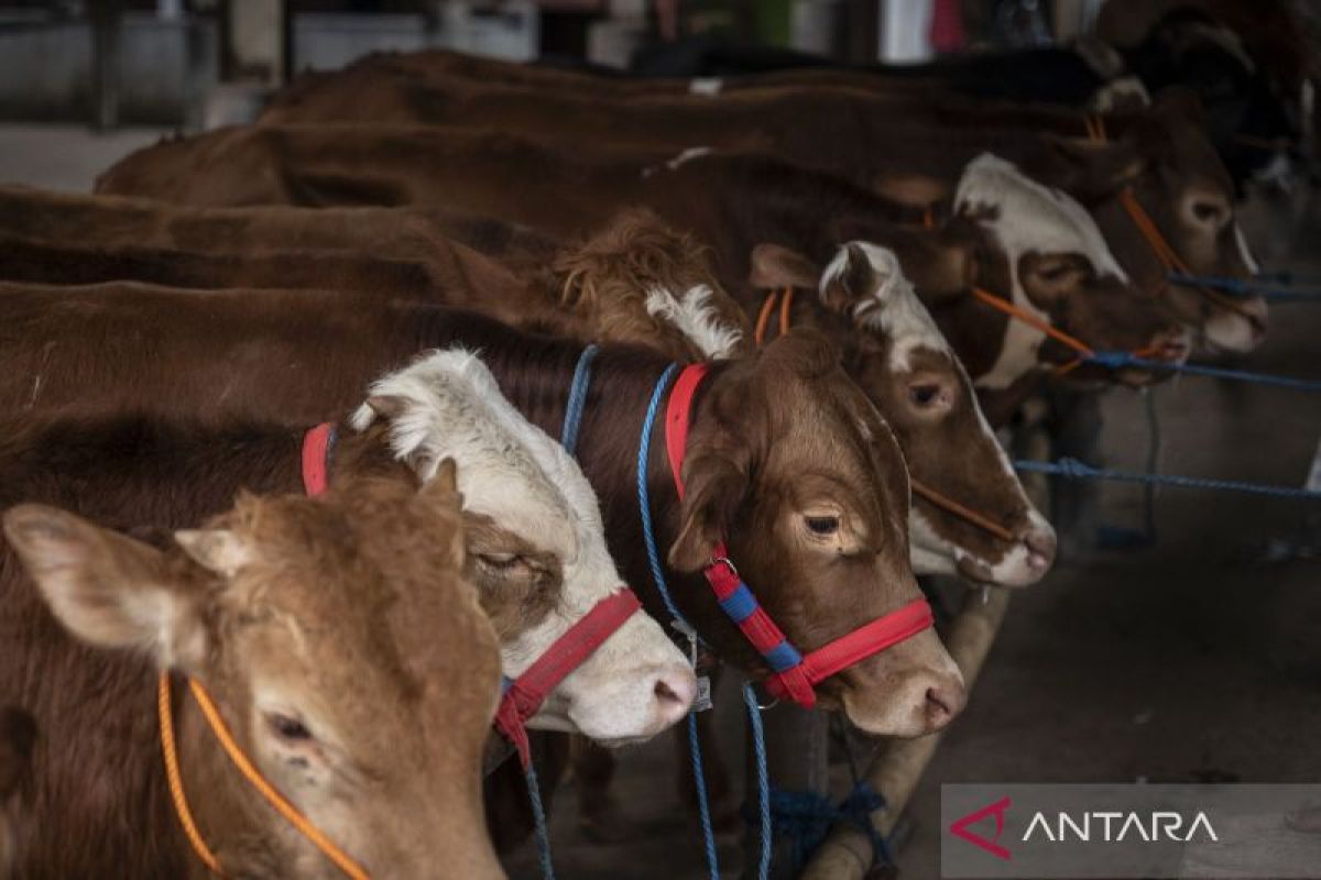 Indef forecasts Rp26 trillion in sacrificial animal sales for Eid al-Adha 2026, boosting livestock sector