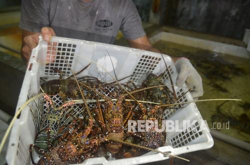 Successful Negotiations Allow Indonesia to Resume Shrimp Exports to Saudi Arabia