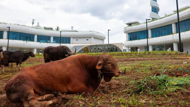 Prabowo and Gibran Donate Cows for IKN's First Qurban Ceremony, Basuki Remarks