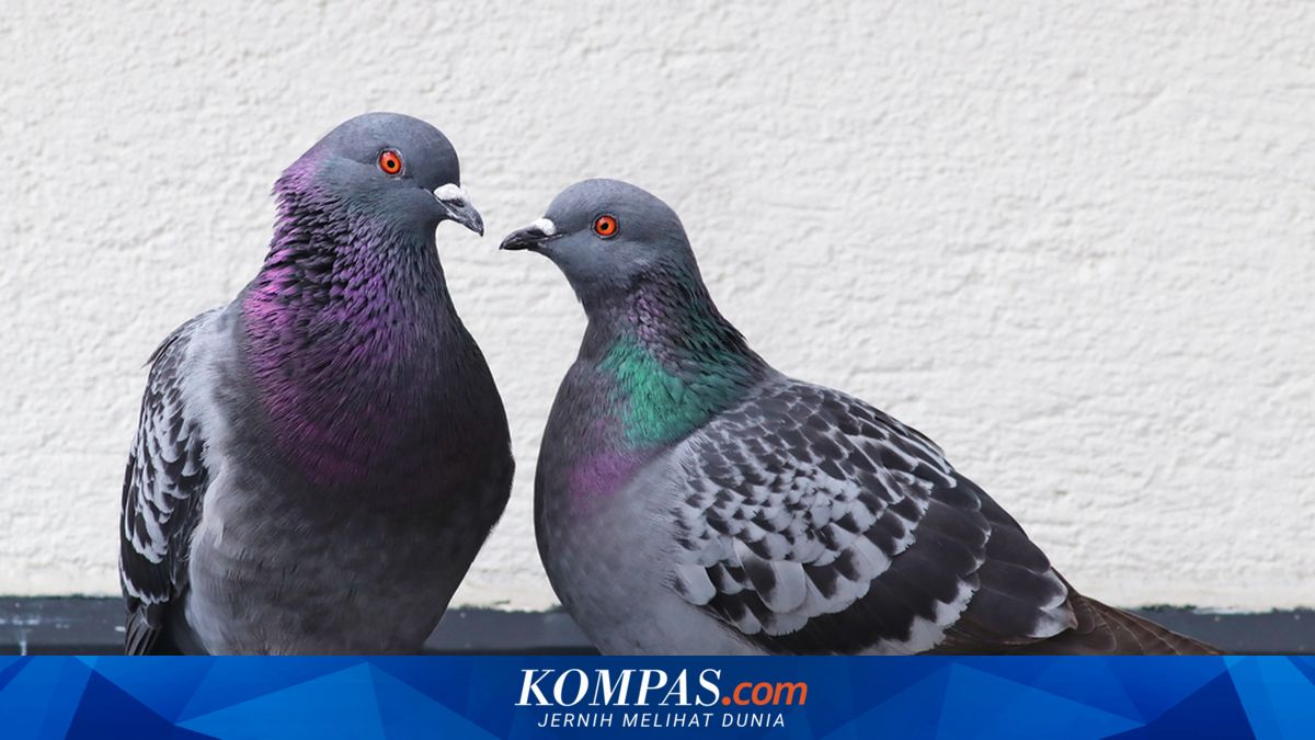 Pigeons' Unique Navigation Strategy: Taking the Middle Path