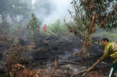8-Hour Battle by Joint Team to Extinguish Forest and Land Fires in Mamuju's Rugged Terrain