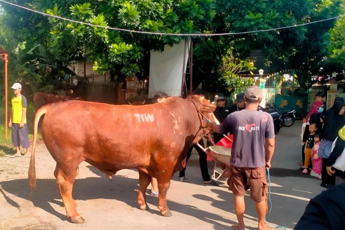1.1-ton 'TIW' sacrificial cow causes stir among Condongcatur residents in Sleman