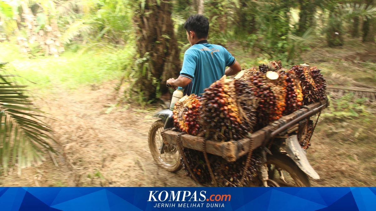 Palm Oil Farmers Demand DSI as Supervisor, Not Sole Export Authority