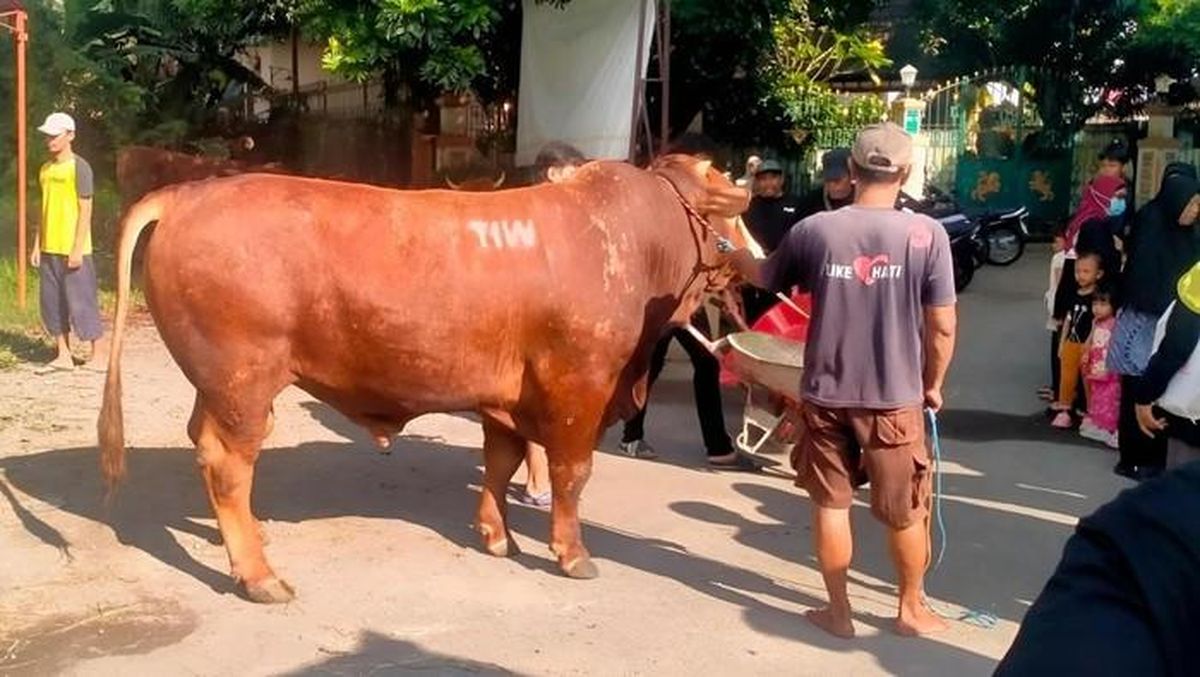 Mosque Near Amien Rais's Home Receives 1.1-Ton Sacrificial Cow from TIW