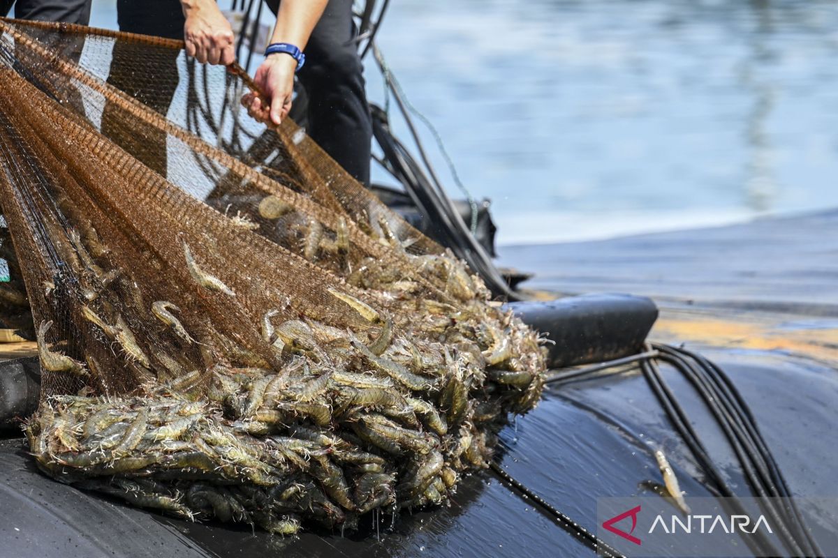 KKP: Reopening wild-caught shrimp exports to Saudi Arabia boosts competitiveness