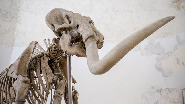 Mistaken for Elephant, Whale Identified 70 Years Later