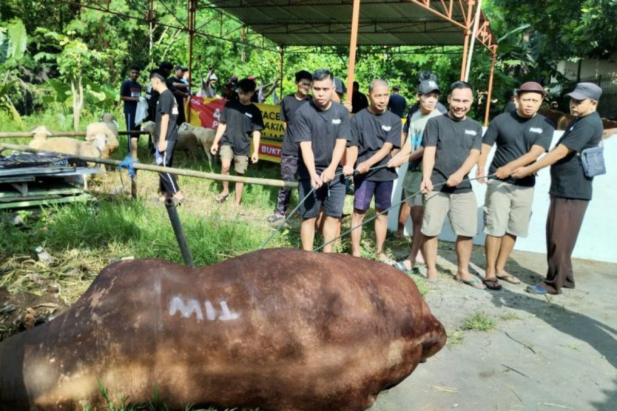 Cow marked 'TIW' at Masjid Fatahillah yields 700kg of meat
