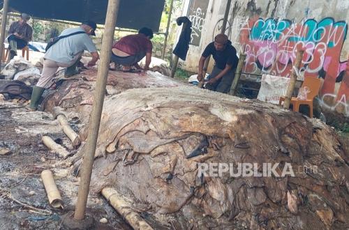 Harvesting Blessings from Sacrificial Animal Skins in West Bandung