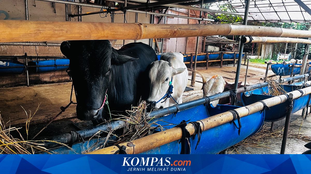Sacrificial Cattle Sales Drop 51% as Traders Cite Economic Strain