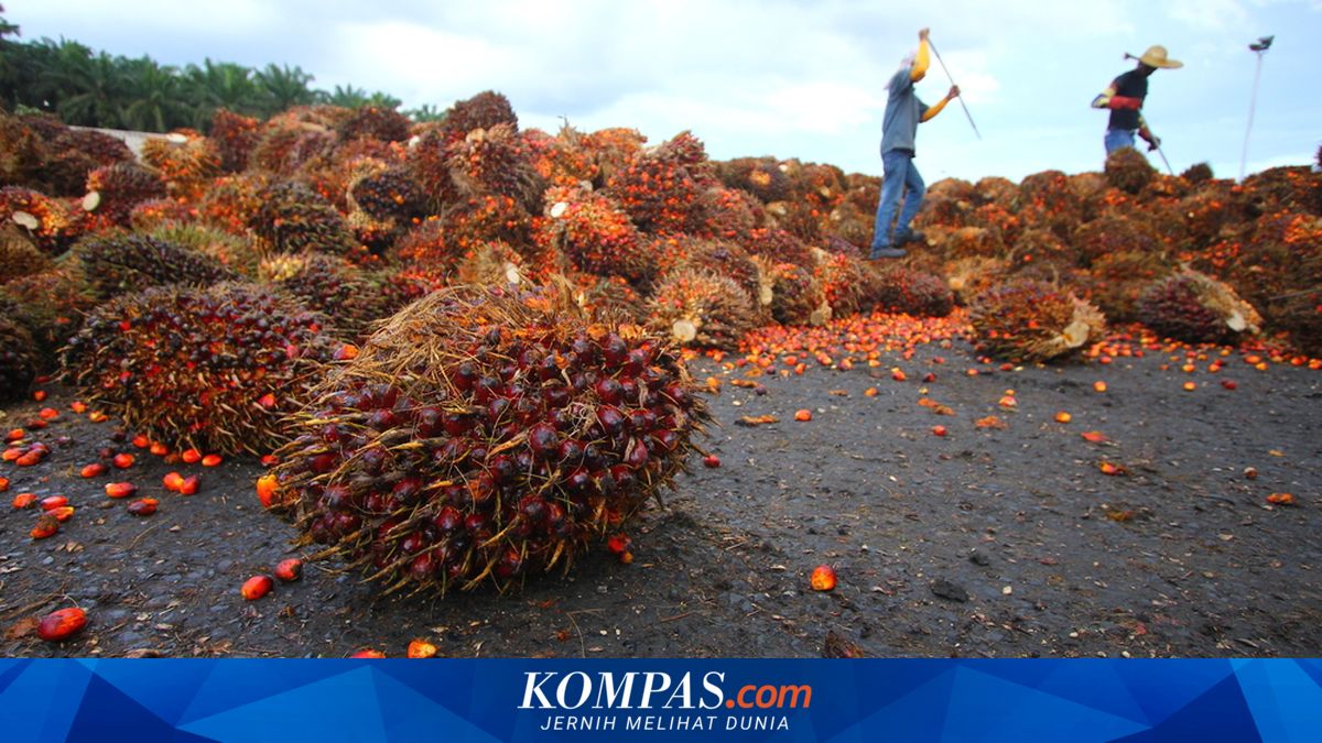 Global CPO Prices Rise, Palm Farmers' TBS Prices Plummet