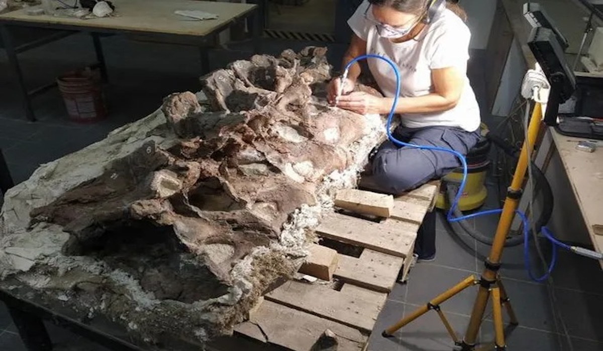 New dinosaur species Bicharracosaurus dionidei discovered in Argentina