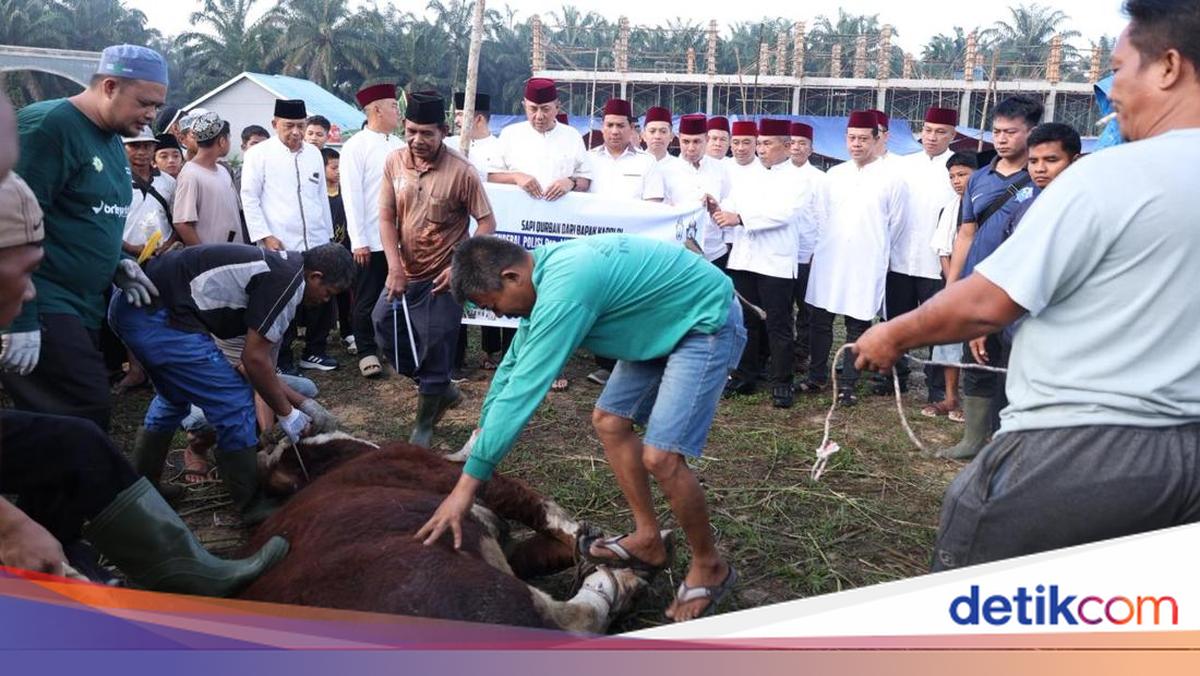 Riau Police Distribute Eid al-Adha Sacrificial Cattle from National Police Chief and Riau Regional Police Chief to UAS's Nurul Azhar Islamic Boarding School