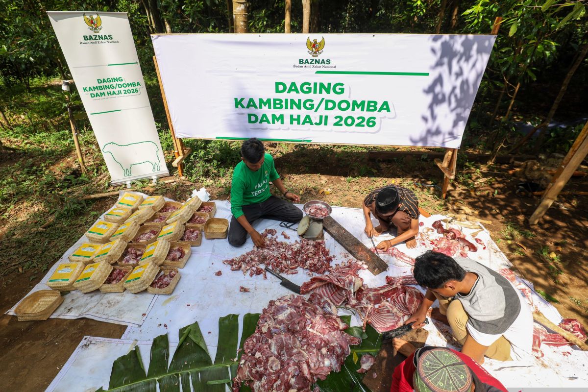 Baznas distributes 1,240 sacrificial goats for 2026 hajj pilgrims' penalty obligations