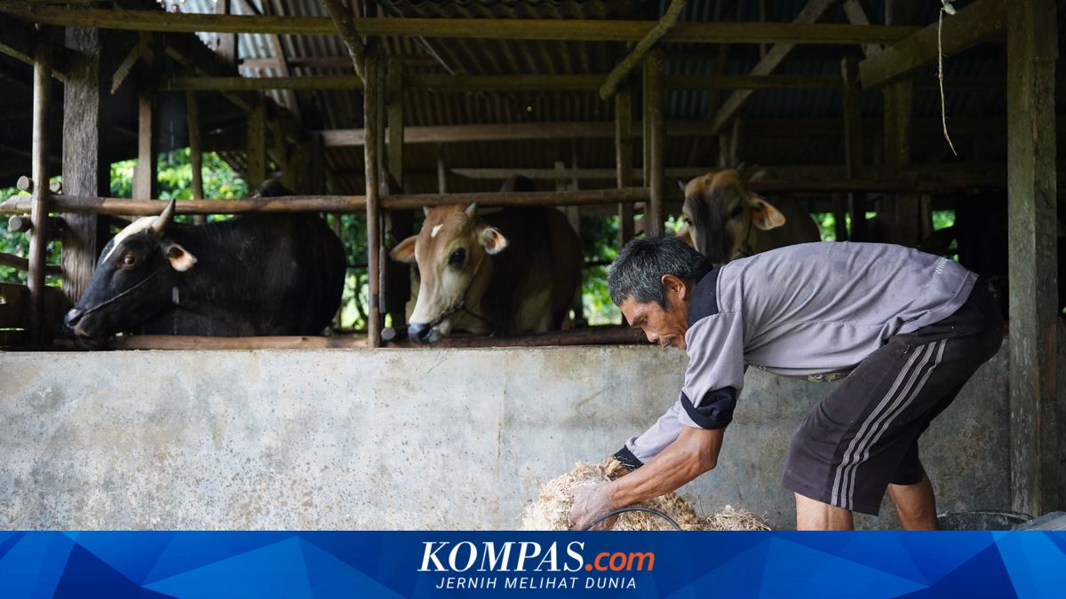 A Village Tale from Ampuah Lumpo: Caring for Cows, Nurturing Dreams