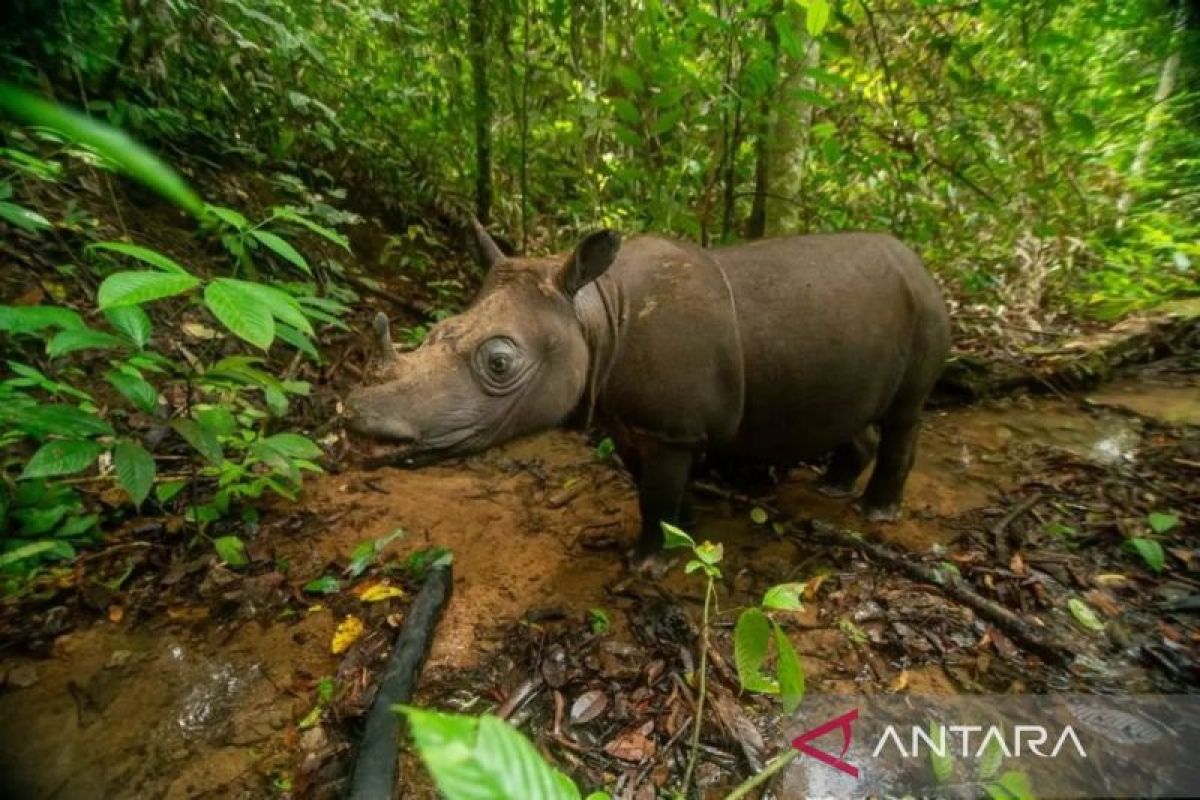 East Kalimantan BKSDA conducts translocation simulation for Bornean rhino