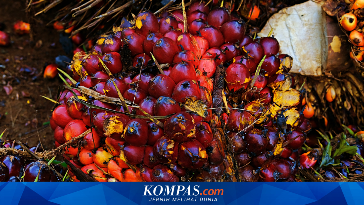 Demand from India Plummets, June 2026 Palm Oil Reference Price Falls