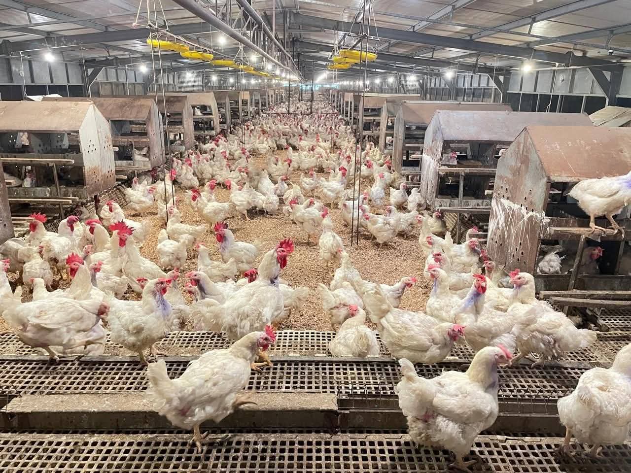 Ministry of Agriculture Stabilises Chicken Prices, Prioritises Small-Scale Farmers