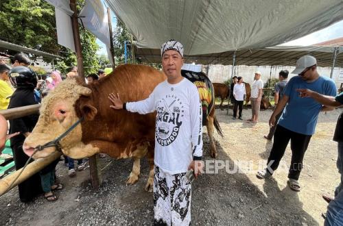 Two Giant Cows Bring Total to 78 Sacrificial Cows at Jogokariyan Mosque in Yogyakarta, Meat Distributed to Residents