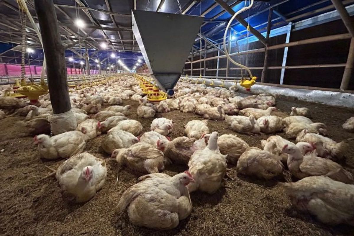 Ministry of Agriculture stabilises chicken prices to safeguard small-scale farmers' livelihoods