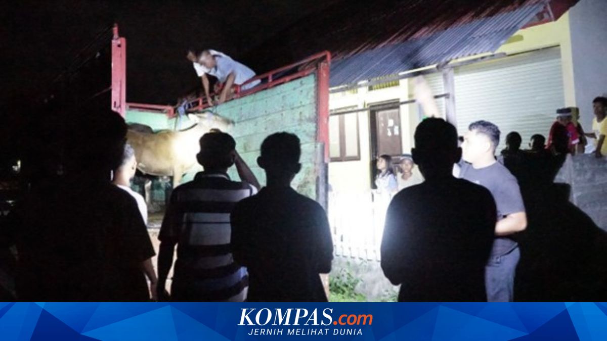 Waspait Village Residents Enthusiastically Welcome Sacrificial Cows on Buru Island