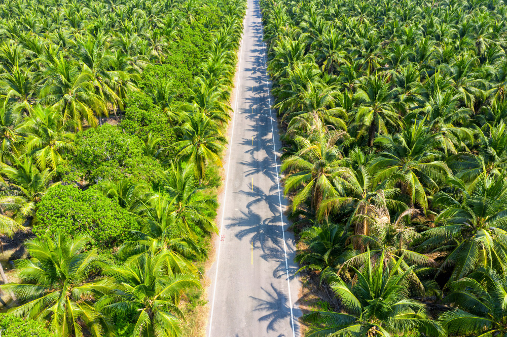 Farmers Applaud Palm Oil Mills for Adhering to Disbun Prices