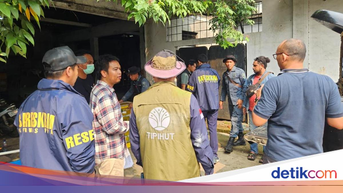 11 Papua Green Pythons Seized in Bekasi in Foreign Nationals' Wildlife Smuggling Case