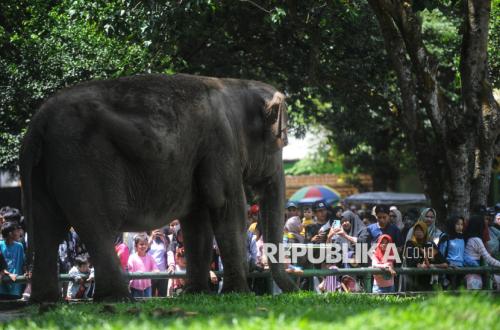 Child Falls into Ragunan Wildlife Park Elephant Enclosure as Management Indicates Animals Used for Social Media Content