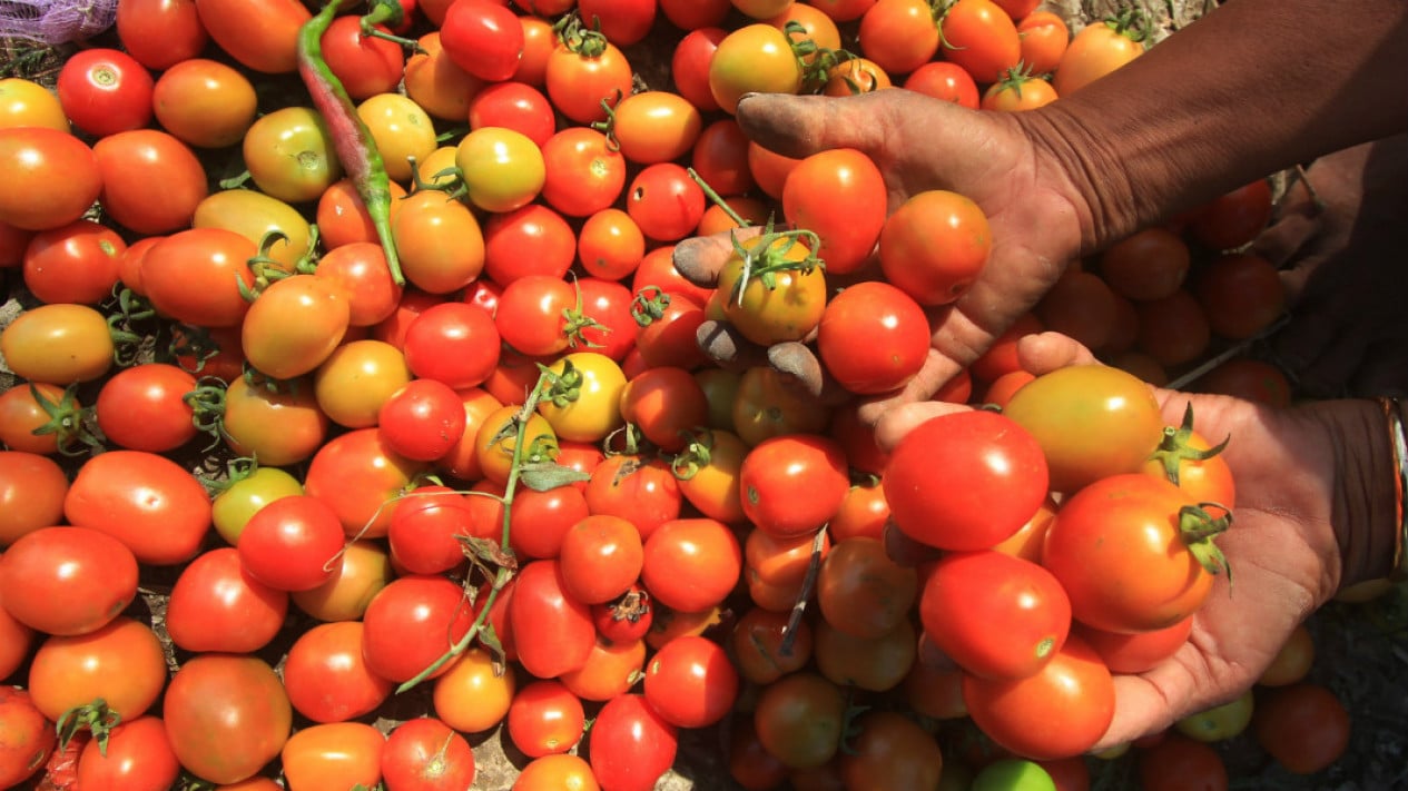 Tomato Prices Skyrocket Nearly 40%: What's Behind It?
