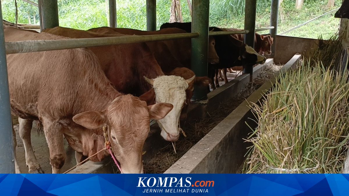 Prudential Syariah distributes 14 sacrificial cattle for Eid al-Adha to 2,000 beneficiaries