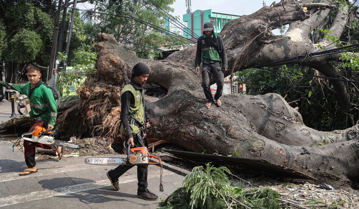 BMKG: Beware Strong Winds and Forest Fire Risks in NTT During Dry Season